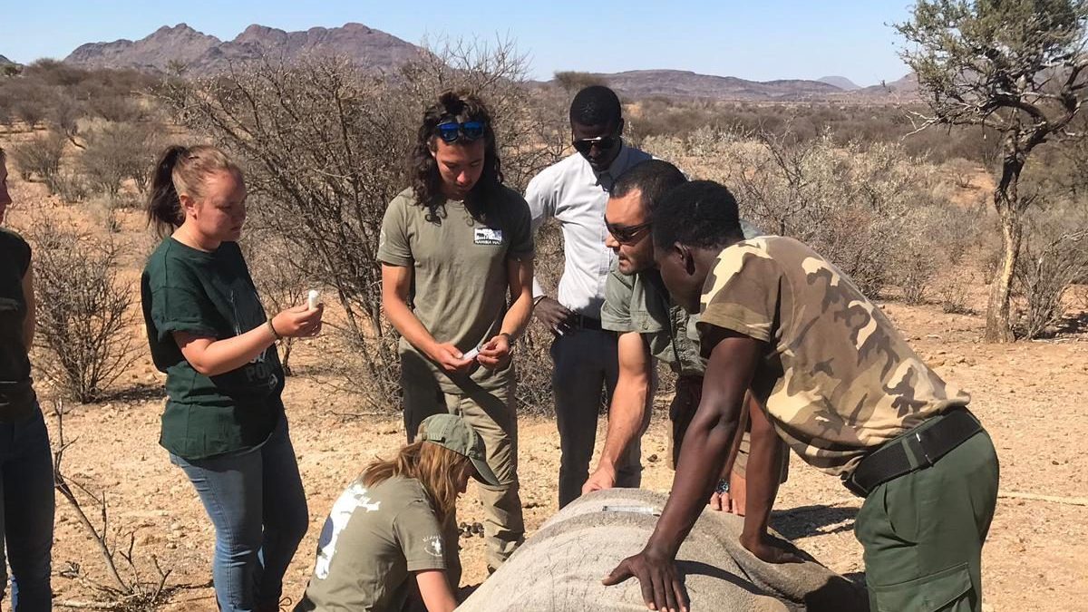 Group of People Helping a Rhino - Rhino Surprise in Namibia - College of Natural Resources at NC State University