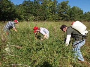 Charles Rudder, Meghan Lobsinger and Adrian Zeck working together to remove exotic, invasive plants from the site