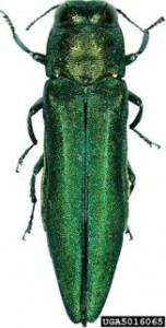 The Emerald Ash Borer is one of many invasive insect species which can decimate a forest.