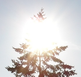 sun shining through tree