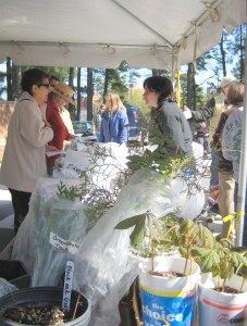Seedling give-away at NC Arbor Day 2010