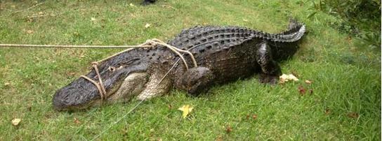 captured alligator