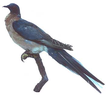 passenger pigeon - extinct